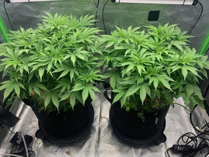 R16: Blue Gelato. Week 8 - 3/31/26