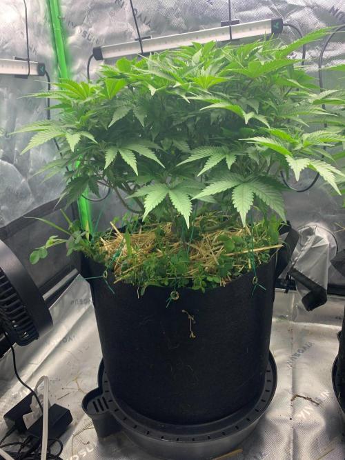 R16: Blue Gelato. Week 8 - 3/31/26