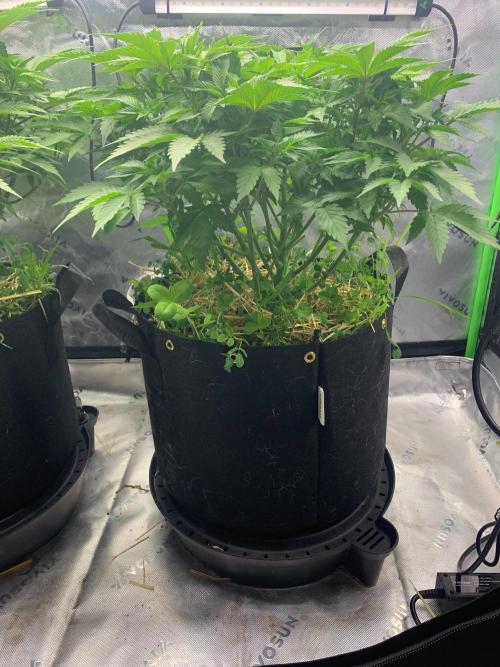 R16: Blue Gelato. Week 8 - 3/31/26