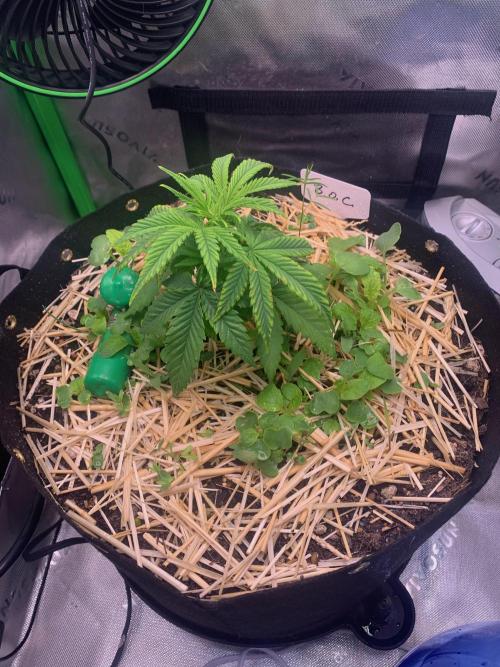Badazz OG Cheese. Week 5