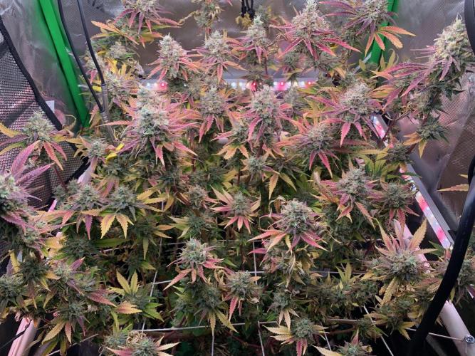 R14: White Widow. Week 17 - 4/5/26