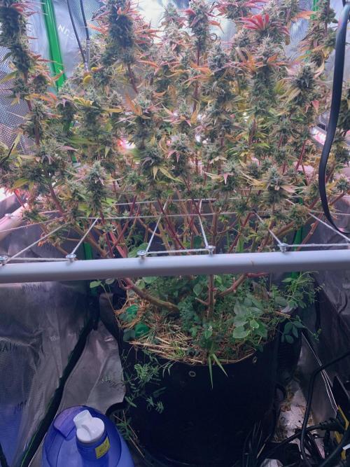R14: White Widow. Week 17 - 4/5/26