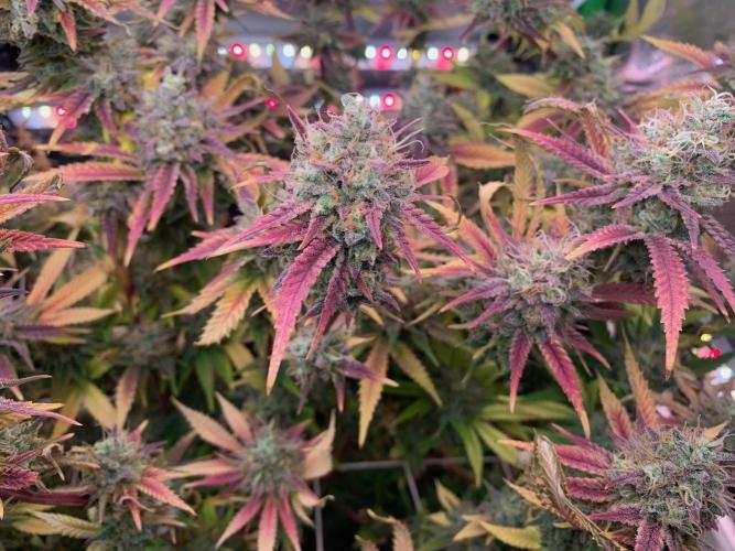 R14: White Widow. Week 17 - 4/5/26