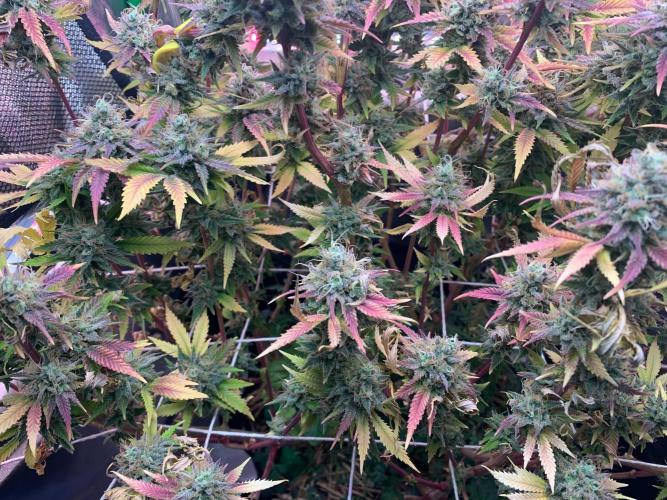 R14: White Widow. Week 17 - 4/5/26