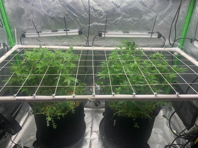 R16: Blue Gelato. Week 9 - 4/6/26