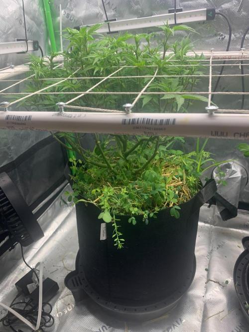 R16: Blue Gelato. Week 9 - 4/6/26