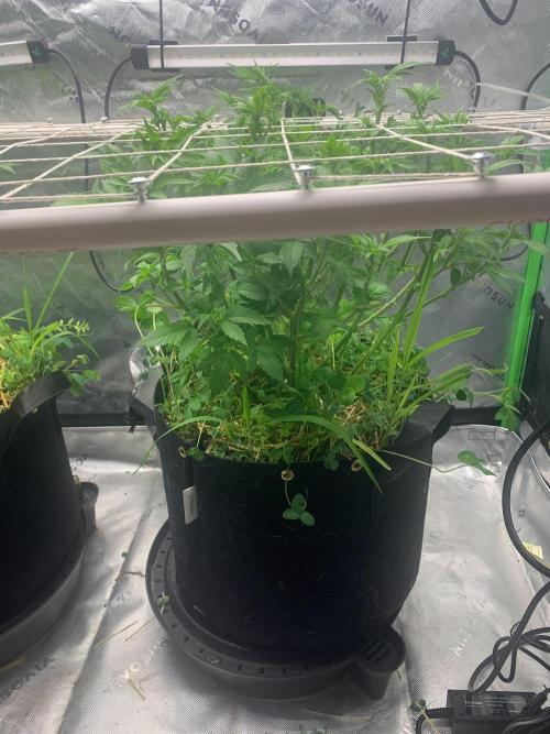 R16: Blue Gelato. Week 9 - 4/6/26