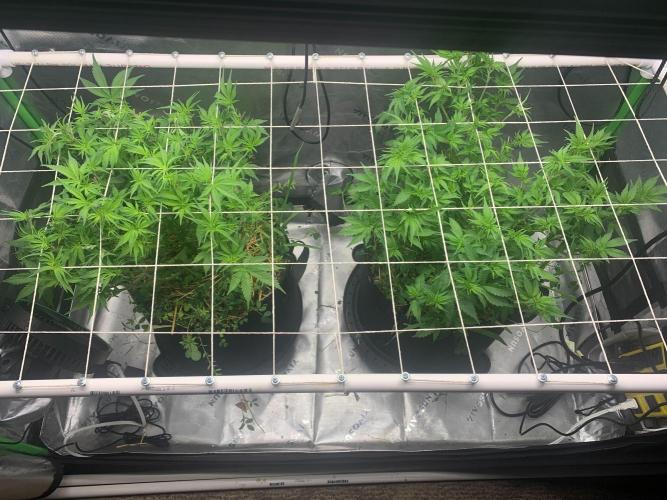 R16: Blue Gelato. Week 9 - 4/6/26