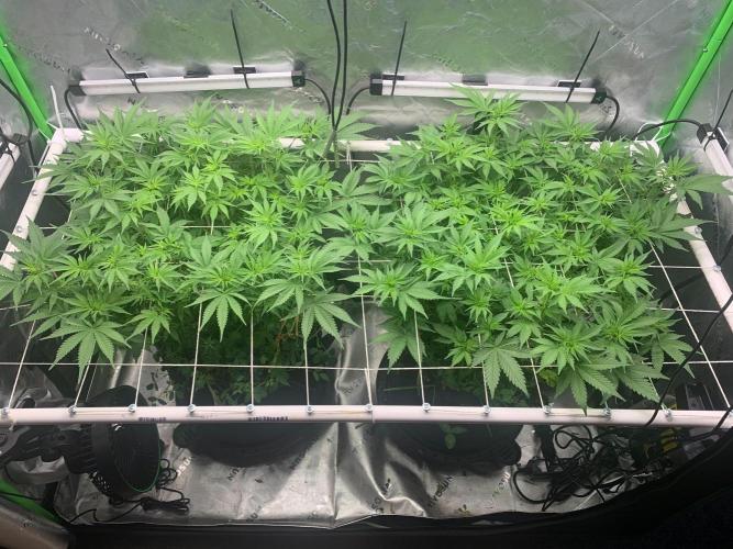 R16: Blue Gelato. Week 10 - 4/13/26