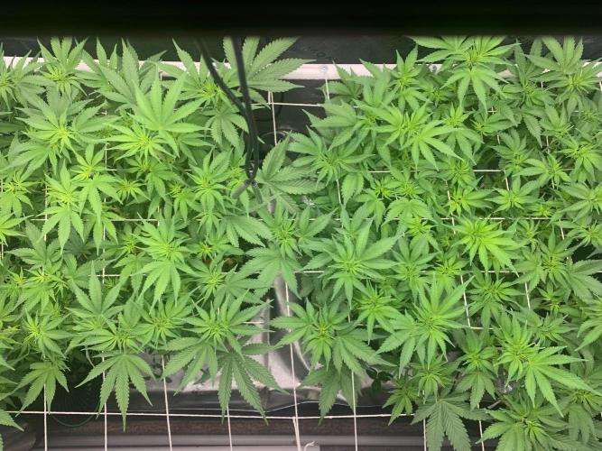 R16: Blue Gelato. Week 10 - 4/13/26