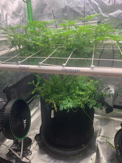 R16: Blue Gelato. Week 10 - 4/13/26