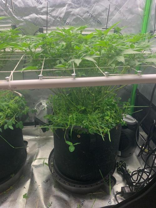 R16: Blue Gelato. Week 10 - 4/13/26