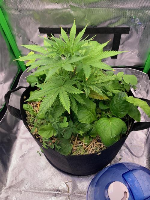 R18: BöC. Week 5 - 4/14/26