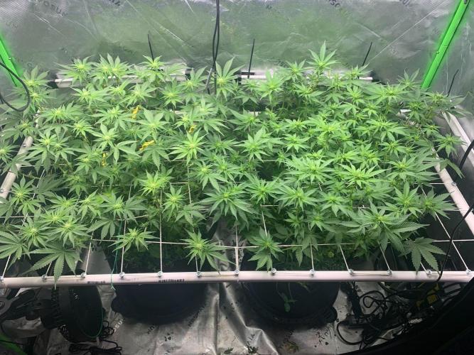 R16: Blue Gelato. Week 11 - 4/20/26