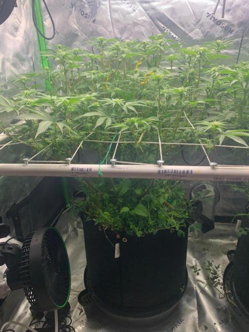 R16: Blue Gelato. Week 11 - 4/20/26
