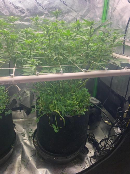 R16: Blue Gelato. Week 11 - 4/20/26