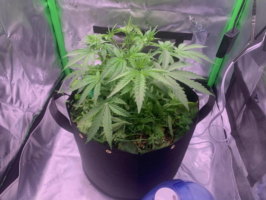 R18: BöC. Week 6 - 4/23/26