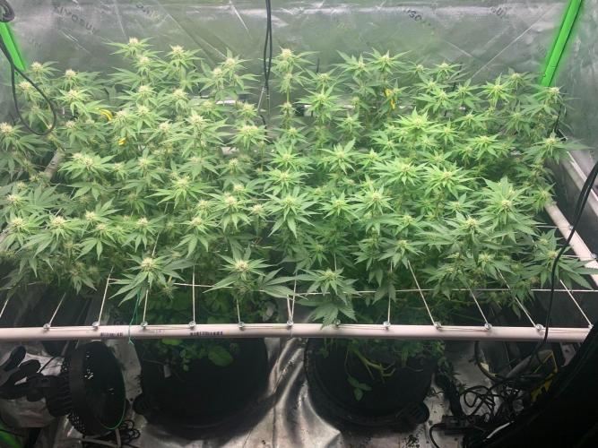 R16: Blue Gelato. Week 12 - 4/27/26