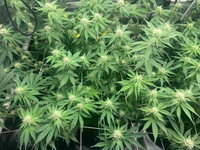 R16: Blue Gelato. Week 12 - 4/27/26