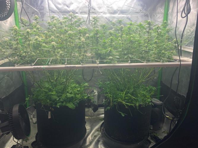 R16: Blue Gelato. Week 12 - 4/27/26
