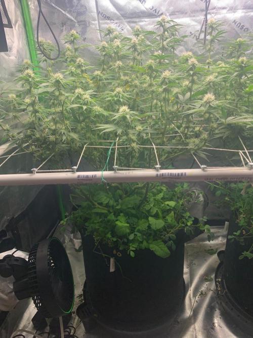 R16: Blue Gelato. Week 12 - 4/27/26