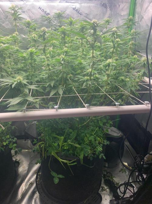 R16: Blue Gelato. Week 12 - 4/27/26