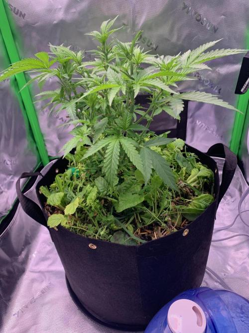 R18: BöC. Week 7 - 4/29/26