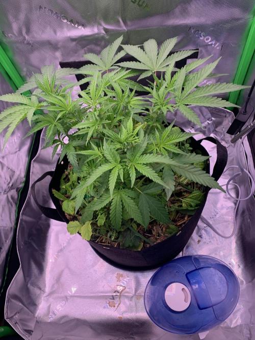 R18: BöC. Week 7 - 4/29/26