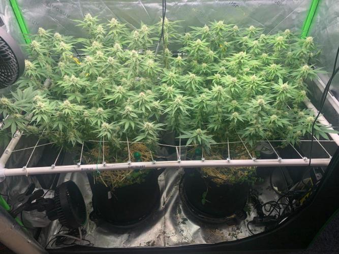 R16: Blue Gelato. Week 13 - 5/4/26