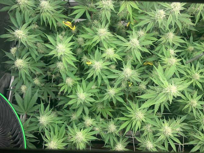 R16: Blue Gelato. Week 13 - 5/4/26