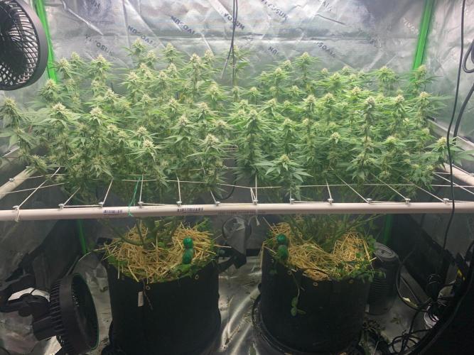 R16: Blue Gelato. Week 13 - 5/4/26