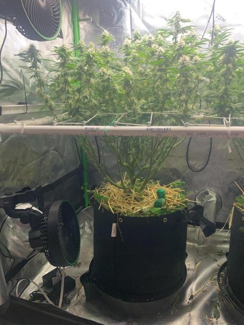 R16: Blue Gelato. Week 13 - 5/4/26
