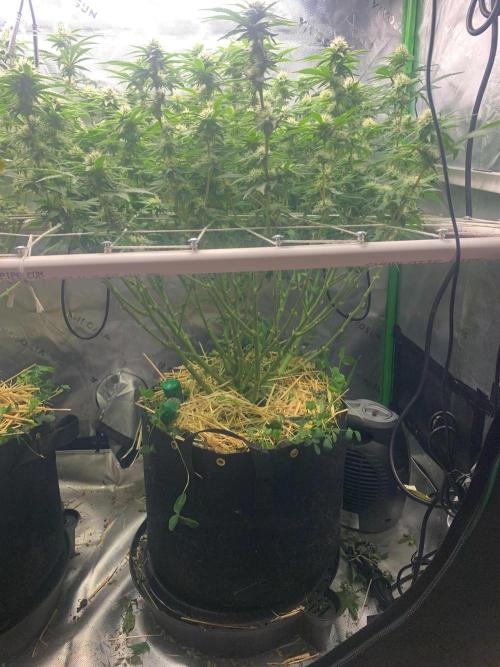 R16: Blue Gelato. Week 13 - 5/4/26