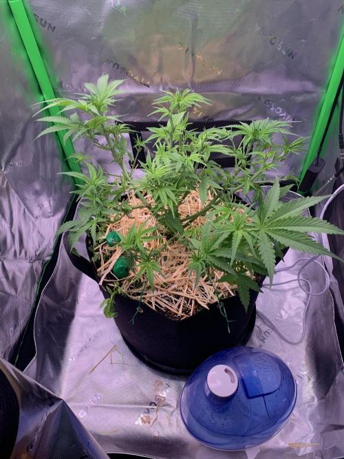 R18: BöC. Week 8 - 5/6/26