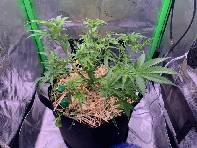 R18: BöC. Week 8 - 5/6/26