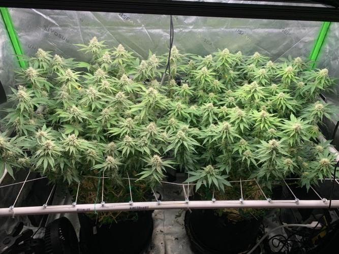 R16: Blue Gelato. Week 14 - 4/11/26