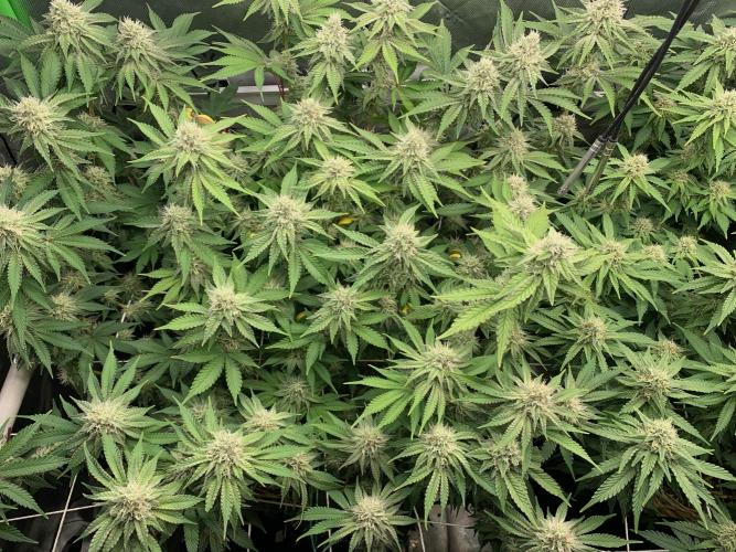 R16: Blue Gelato. Week 14 - 4/11/26