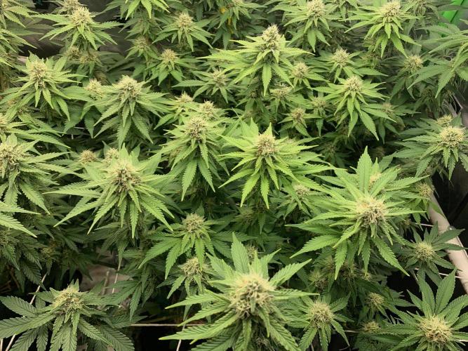 R16: Blue Gelato. Week 14 - 4/11/26