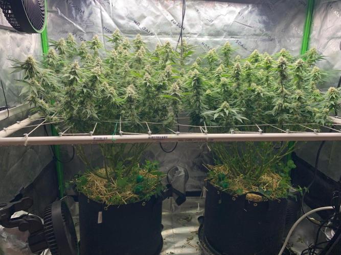 R16: Blue Gelato. Week 14 - 4/11/26
