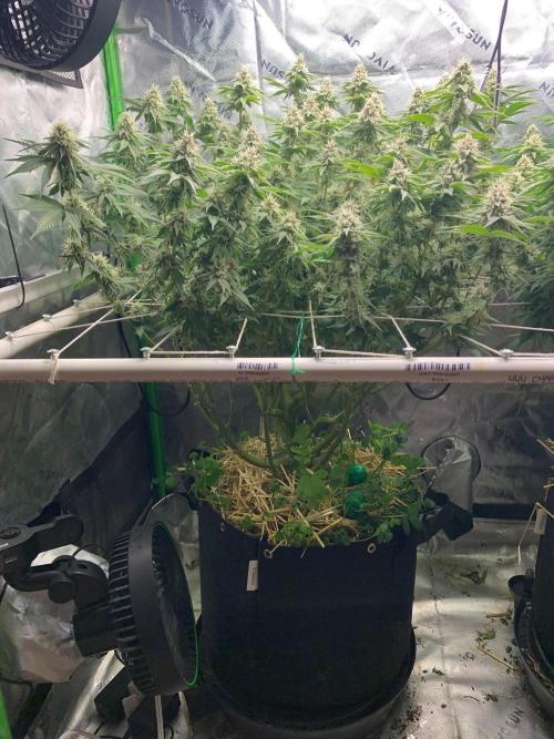 R16: Blue Gelato. Week 14 - 4/11/26