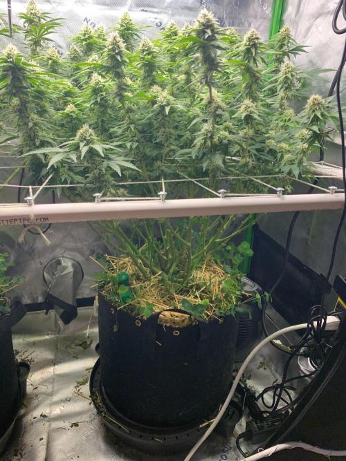 R16: Blue Gelato. Week 14 - 4/11/26