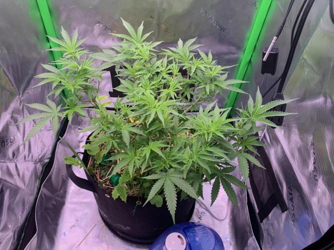 R18: BöC. Week 9 - 5/13/26