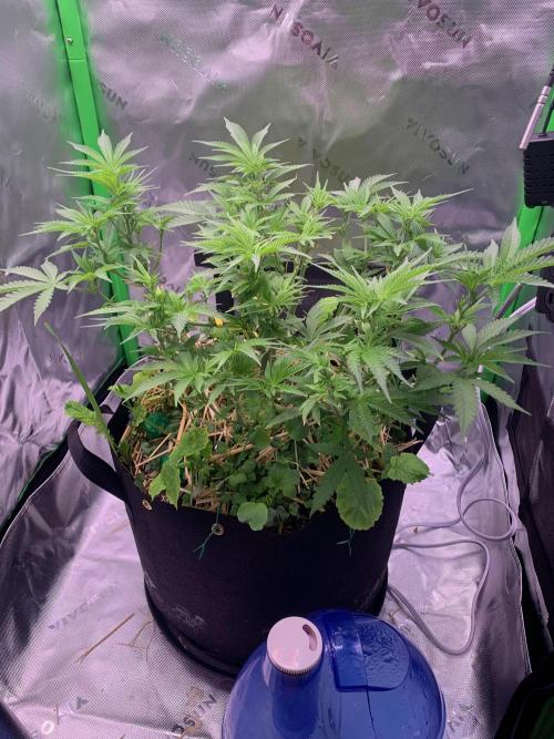 R18: BöC. Week 9 - 5/13/26