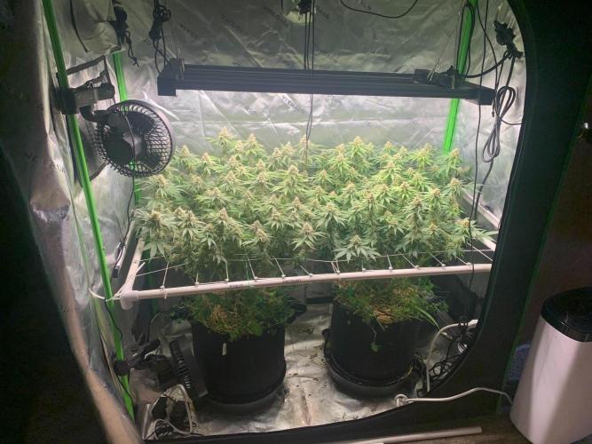 R16: Blue Gelato. Week 15 - 5/18/26