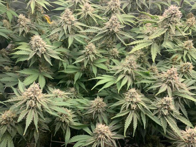 R16: Blue Gelato. Week 15 - 5/18/26