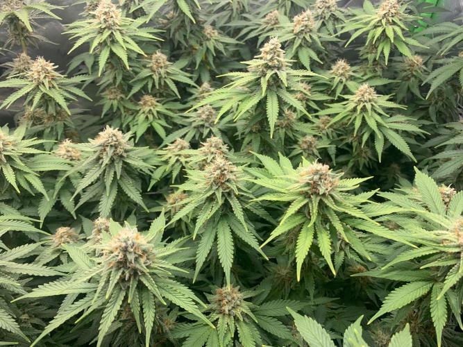 R16: Blue Gelato. Week 15 - 5/18/26