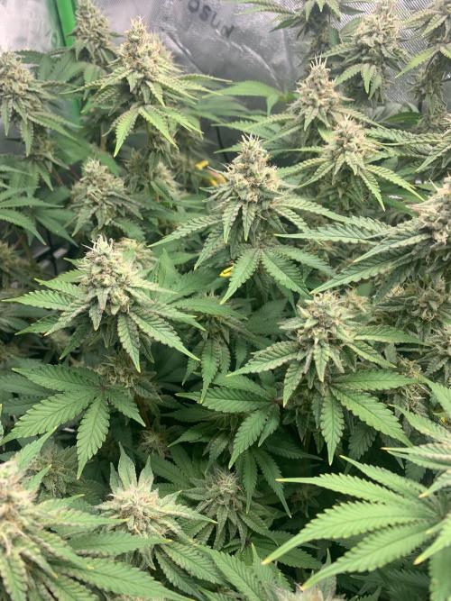 R16: Blue Gelato. Week 15 - 5/18/26