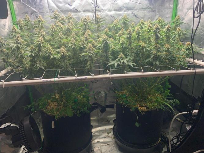 R16: Blue Gelato. Week 15 - 5/18/26