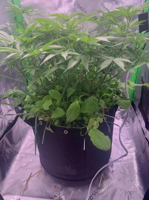 Badazz OG Cheese. Week 10