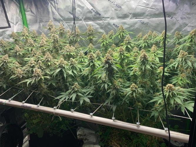 R16: Blue Gelato. Week 16 - 5/25/26
